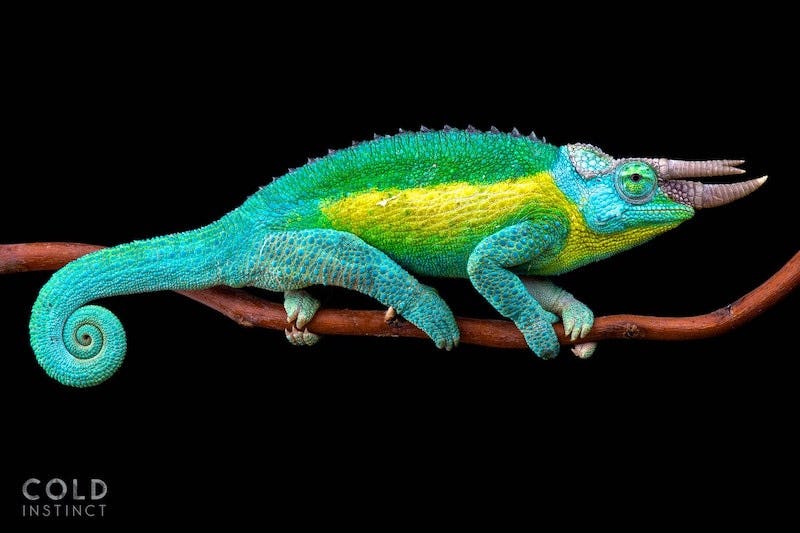 Scary and Fascinating Photos of ColdBlooded Reptiles and Amphibians