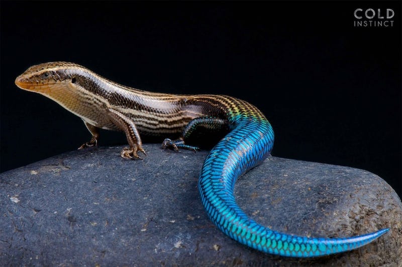Scary and Fascinating Photos of Cold-Blooded Reptiles and Amphibians