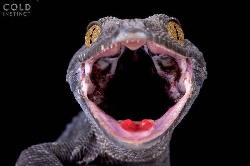 Scary And Fascinating Photos Of Cold-Blooded Reptiles And Amphibians