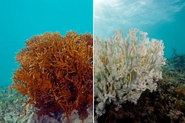 A fire coral before and after bleaching. The one on the left is a healthy fire coral, while the one ...