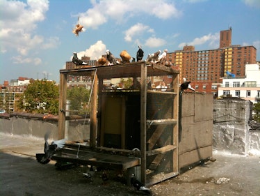 fancy pigeons on my roof