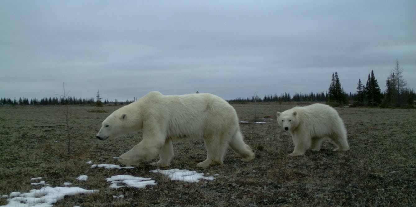Rare Photos Show Polar, Grizzly, and Black Bears Together for First Time