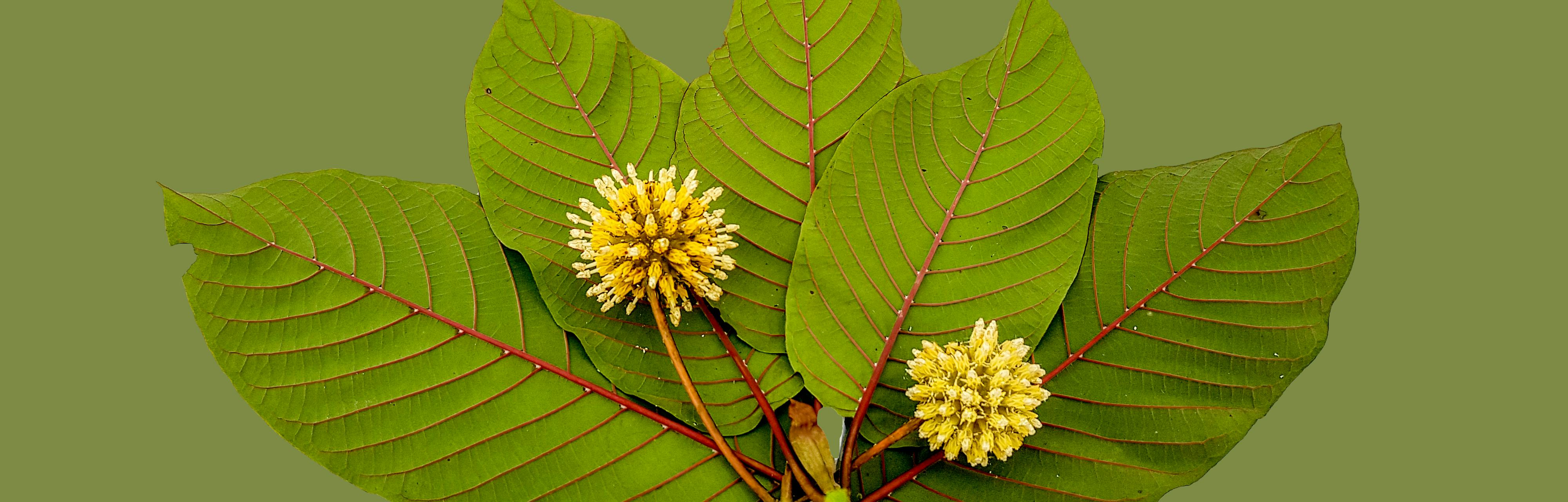 Is Kratom Safe? Scientists Say Many Studies Rely on "Misleading" Evidence