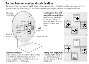 Bees Understand The Abstract Math Concept Of Zero New Study Shows