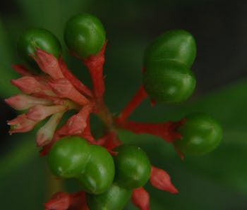 Indian Snakeroot Study Reveals How Plants Get Us High