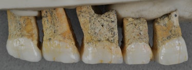 Callao Cave teeth