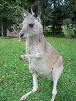 kangaroos southpaws
