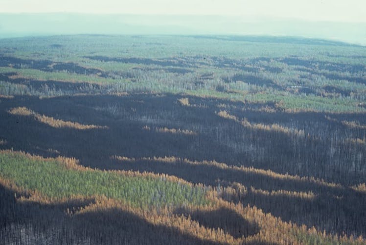 Landscape pattern of burned and unburned trees after the Yellowstone fires, October 1988.