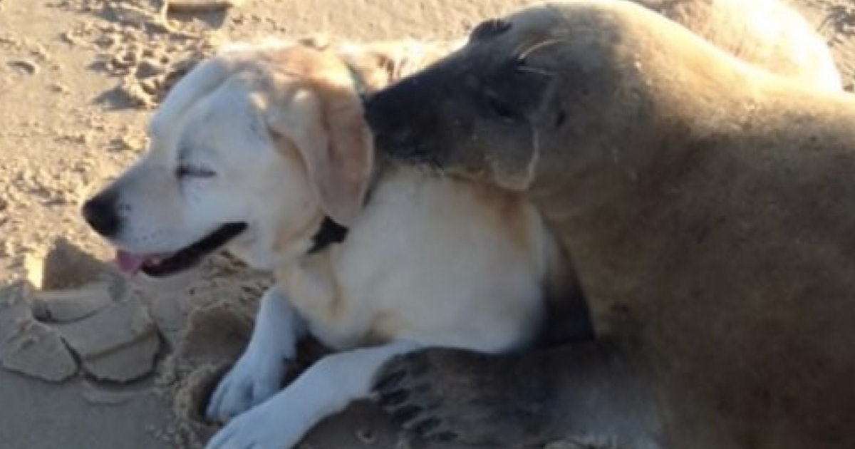 Are Dogs Related To Seals Science Answers The Ultimate Question