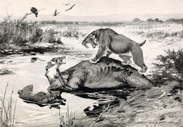 direwolf saber tooth tiger illustration etching prehistoric de-extinction