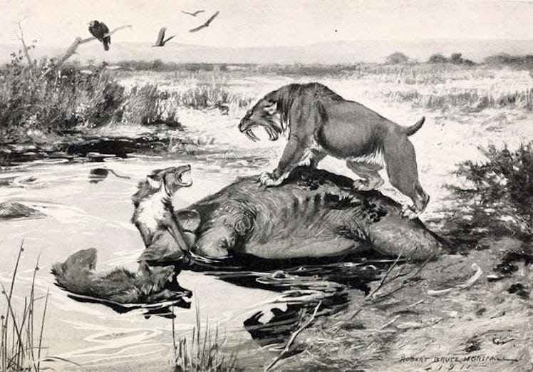 direwolf saber tooth tiger illustration etching prehistoric de-extinction