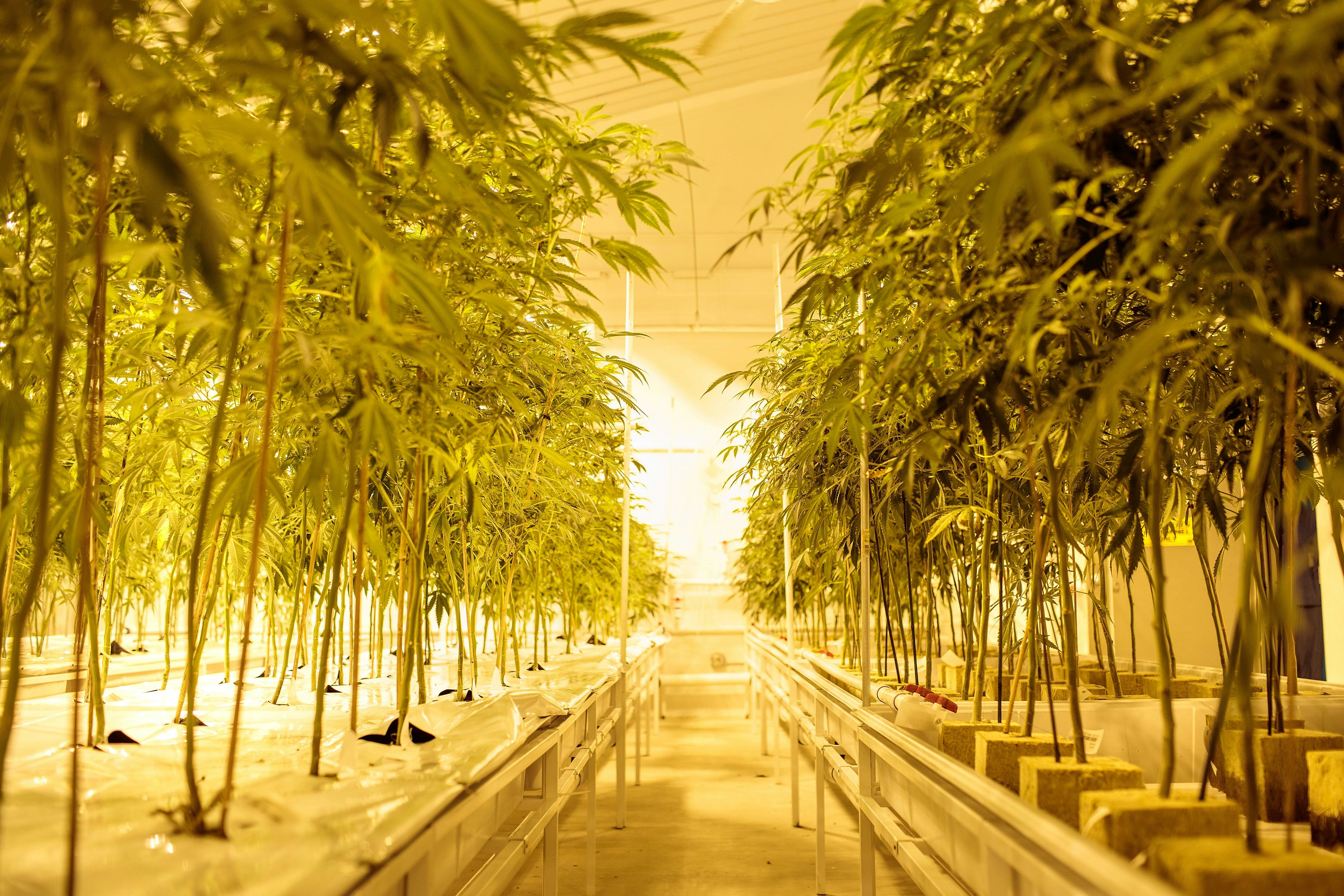 Colorado Sold 1 Billion Worth Of Legal Cannabis In Less Than A Year   Johnstown Ny   August 19 Cannabis Plants Grow In The Flower Room At Vireo Healths Medical Marij 