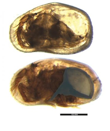 Female (top) and male (below) of the ostracod with the genitalia highlighted in blue.