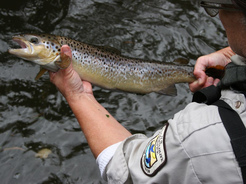A man holding a salmon fish over water