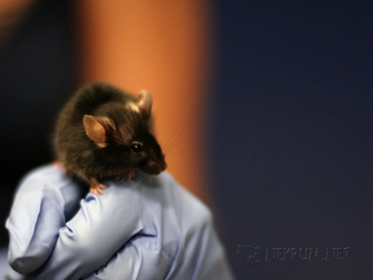 Drunkenness 'Antidote' Works, But It Might Not Cure Hangovers