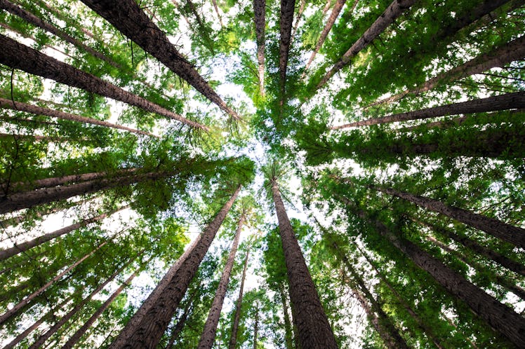 Trees could help remove carbon from the air.