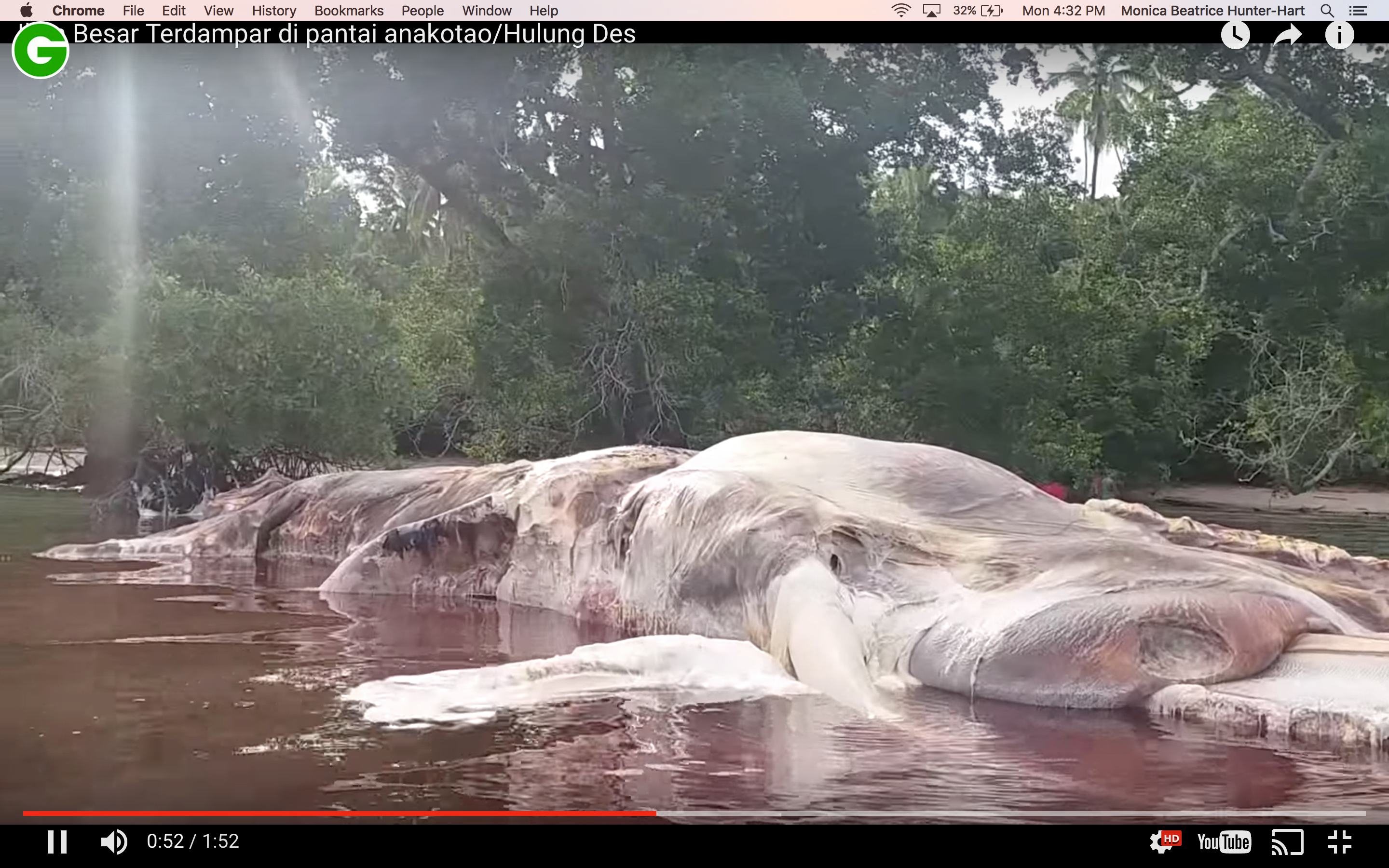 Indonesia Sea Monster Has Been Identified (It's Not A Giant Squid)