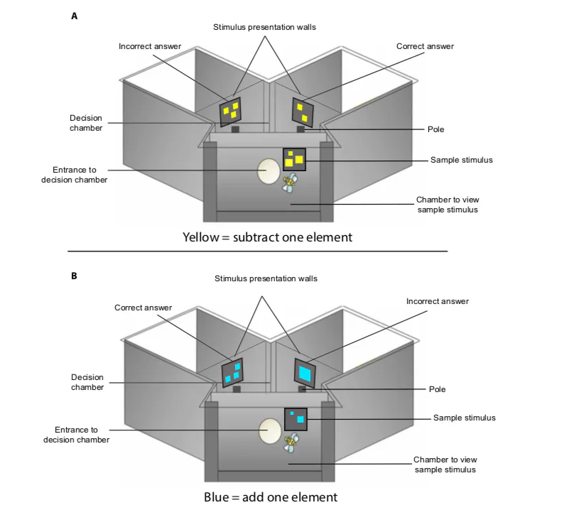 Honeybees That Solve Math Problems Challenge Supremacy of Human Brains