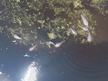 Aerial drone footage clearly shows both adult and adolescent hippos.