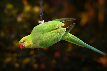 ring-necked parakeet 