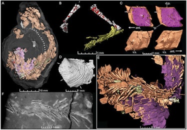 fossil fossilized poop scan bone fish scale bones scales coprolite