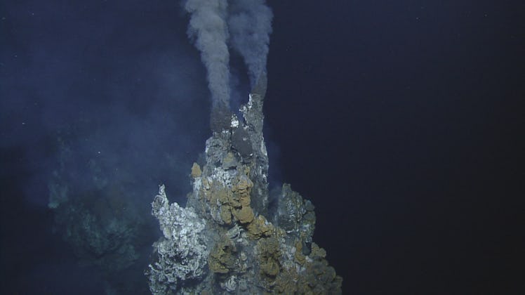 Deep-sea hydrothermal vents, known as black smokers, host a wide range of life, including skate eggs...