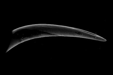 Viper Fangs Reveal How Evolution Perfected the Art of Puncturing