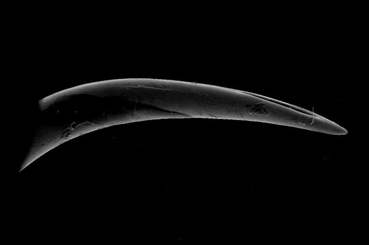 electron micrograph viper fang