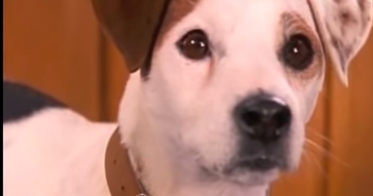 Download 6 Times The Wishbone Episode Was Better Than The Book HD Get Wallpaper 6 Times The Wishbone Episode Was Better Than The Book HD