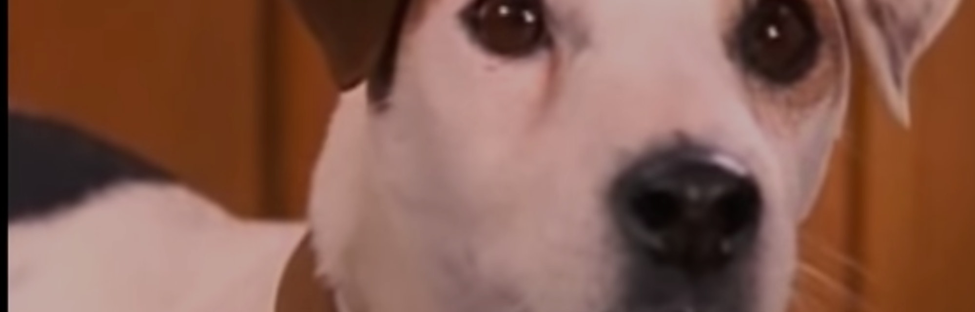 Download 6 Times The Wishbone Episode Was Better Than The Book HD Get Wallpaper 6 Times The Wishbone Episode Was Better Than The Book Desktop Wallpaper Free