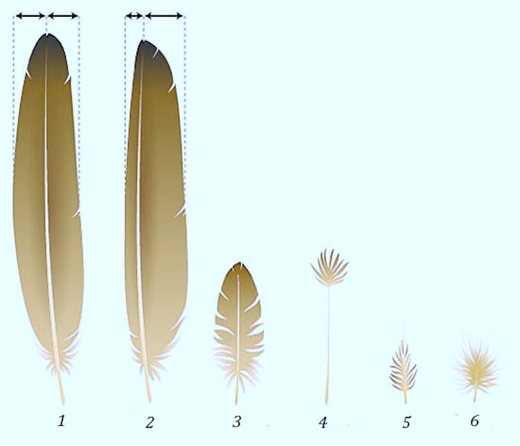 Feather comparison