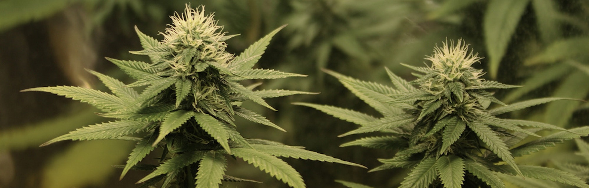 the 70 chemicals that are known to be unique to the cannabis plant are called the 70 chemicals that are known to be unique to the cannabis plant are called