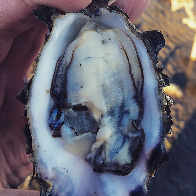 Raw Oysters