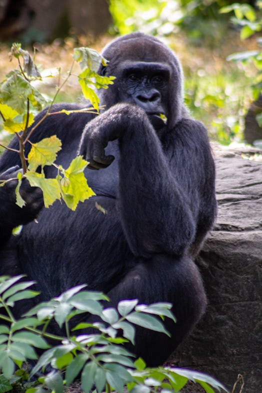 gorilla