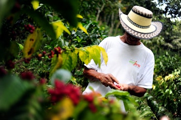 Colombian coffee farmer