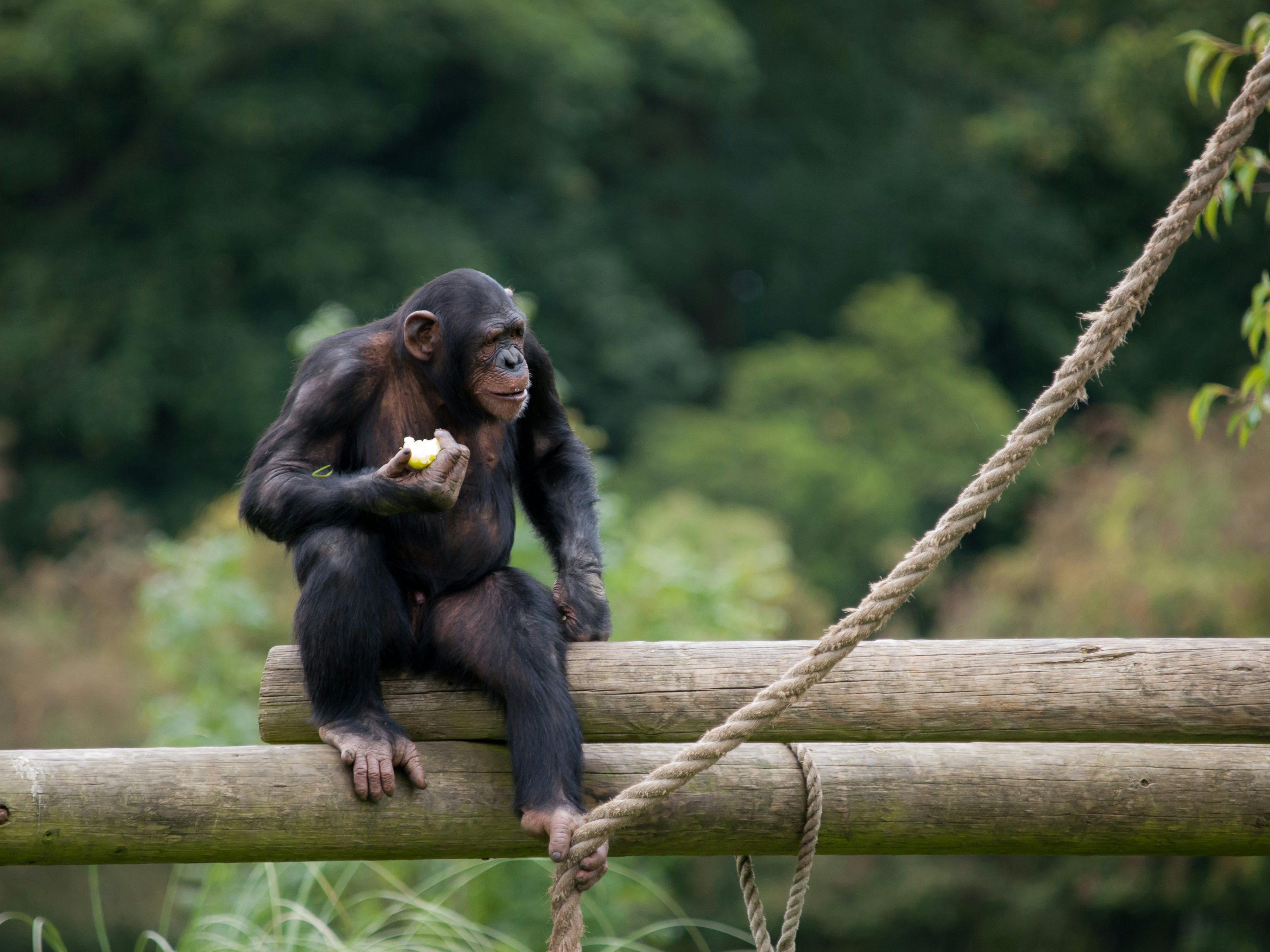 chimpanzee iq test