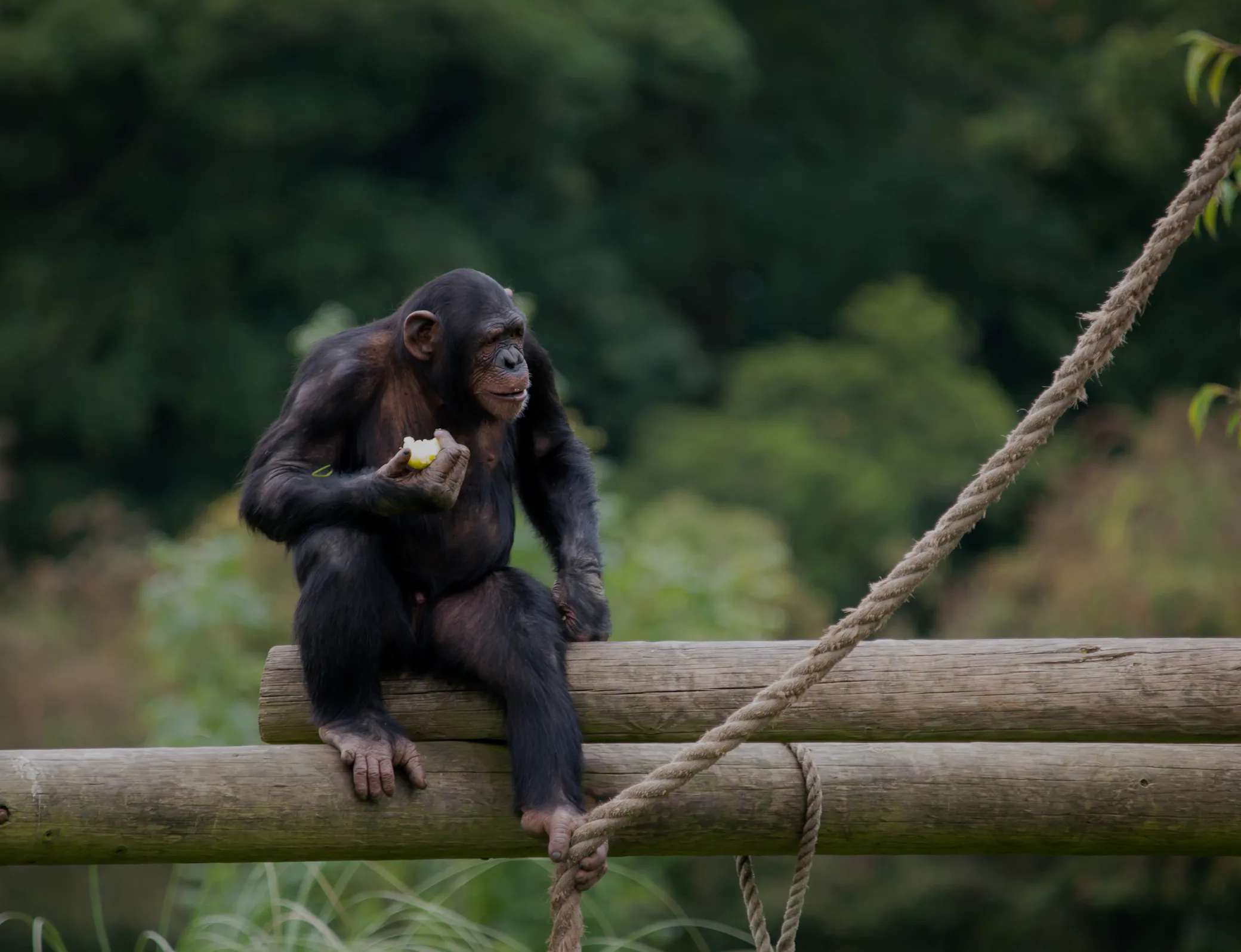 Chimp Self-Control Linked to Intelligence, Just Like Human Willpower