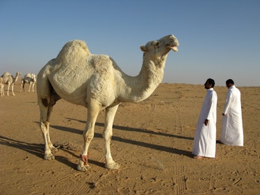 camel, Saudi Arabia