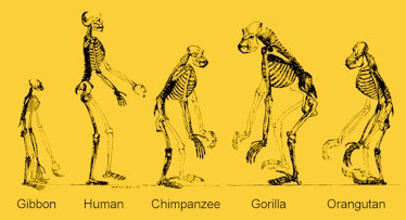 ape skeletons