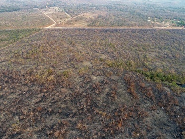 Fires in the Amazon rainforest have increased 85% on the same period last year.