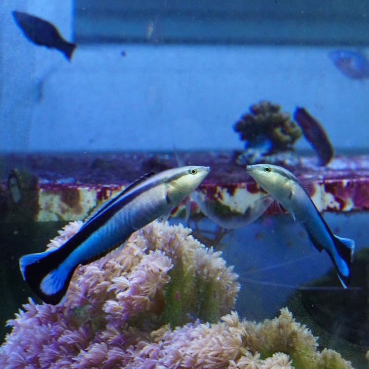 A cleaner wrasse gazes at itself in the mirror. Researchers say the fish is one of just a small numb...