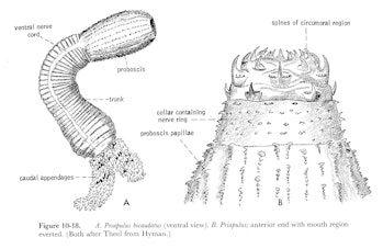 An illustration of the Priapulus bicaudatus mouth.