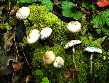 magic mushrooms, psilocybin 