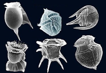 Dinoflagellate.