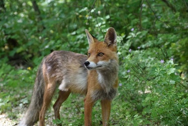 fox chernobyl