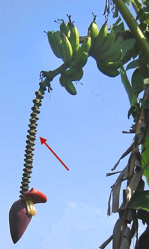 rachis banana plant