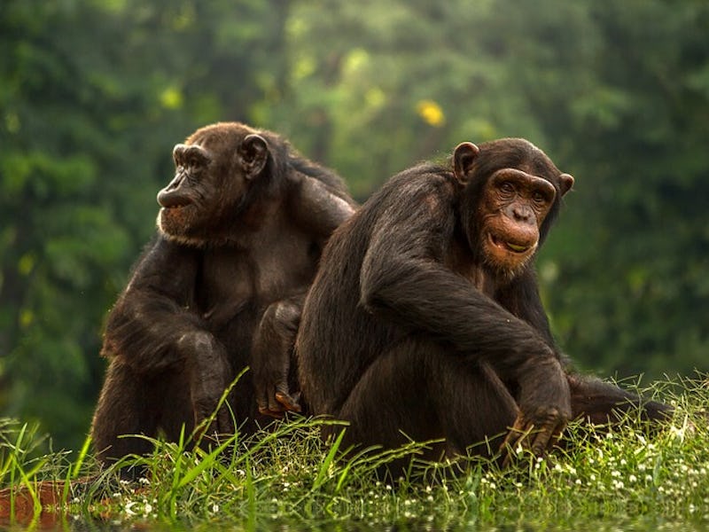 Two Bonobos sitting back to back 