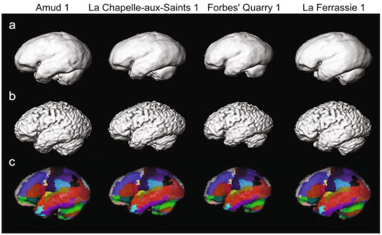 Brains, Neanderthal, humans 