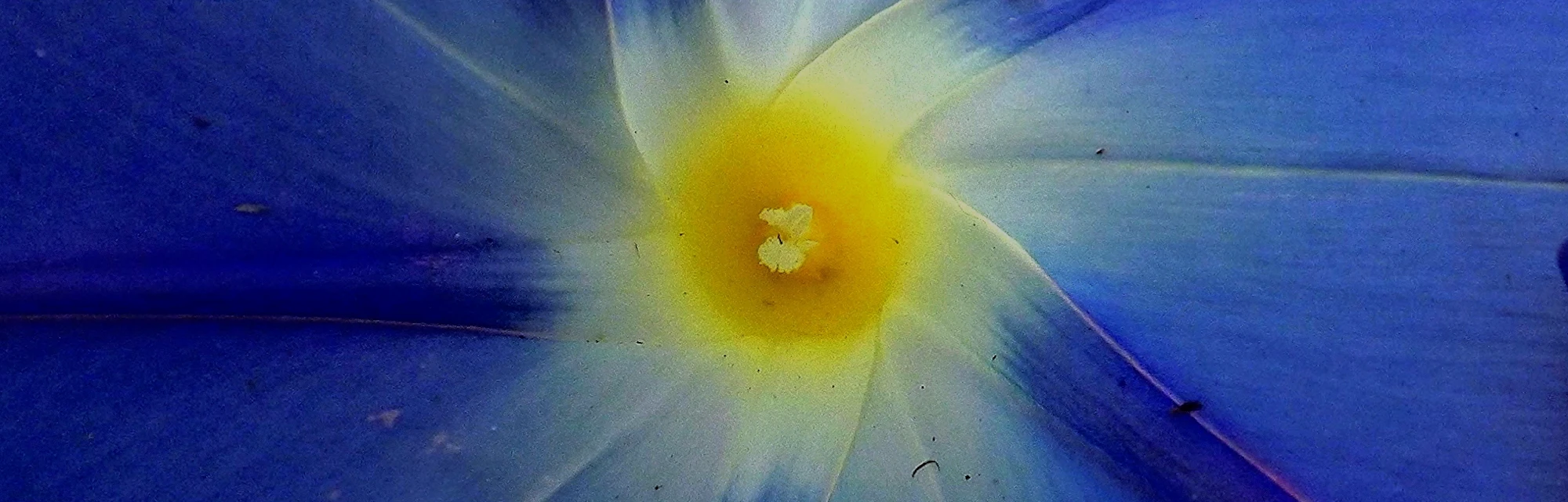 Morning Glory Seeds From Home Depot Are A Good Proxy For Lsd Until You Vomit