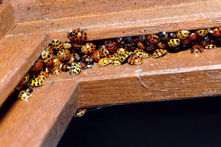 ladybugs